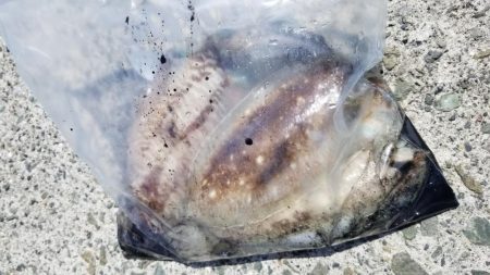コウイカ釣りも楽しい