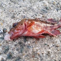 今日はイマイチ