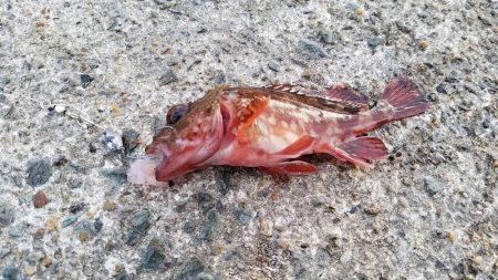 今日はイマイチ