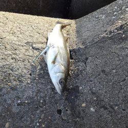 初シーバスGET!!