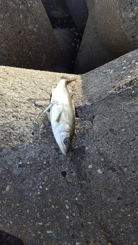 初シーバスGET!!