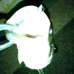 メバリング練習