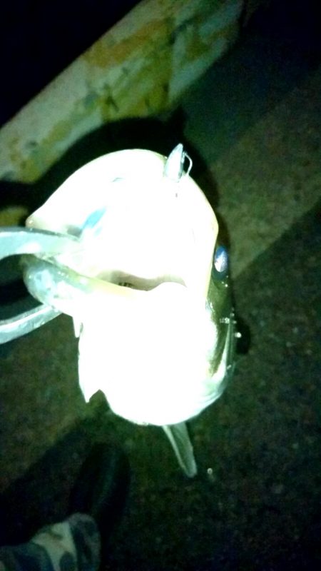 メバリング練習