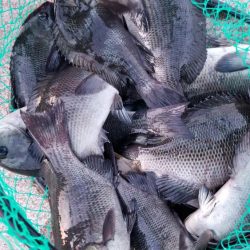 お昼から夕方まで！