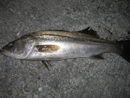 中層のルアーを抑え込むようなバイトをみせた…