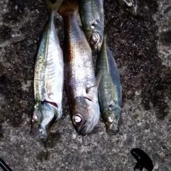 アジングロッドでエギング