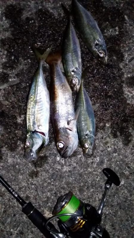 アジングロッドでエギング