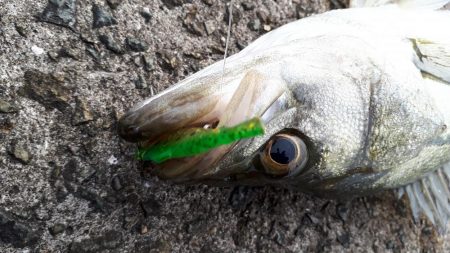 久々のシーバス