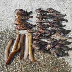 久しぶりに大量♪