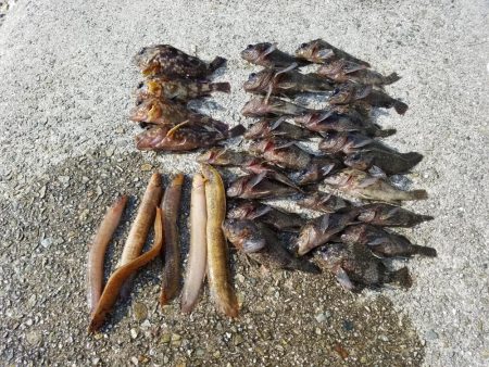 久しぶりに大量♪