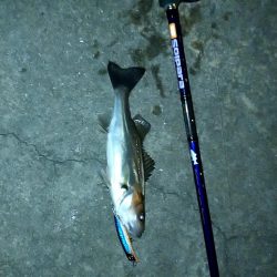 バチ、抜けてます。