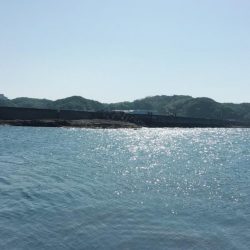 お久しぶりのアオリさん