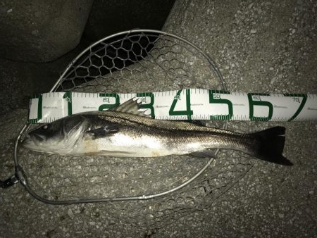 久しぶりのスズキサイズ