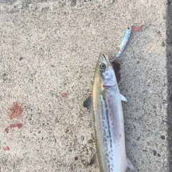 処分場L字でサゴシとエソ祭り