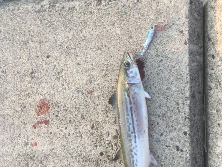 処分場L字でサゴシとエソ祭り