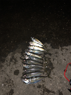 久しぶり河口フィッシング