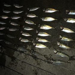 いまはココがアツイ！(釣行 其の拾七)