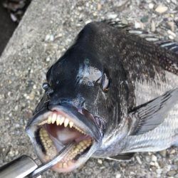 のっこみヘチ釣り