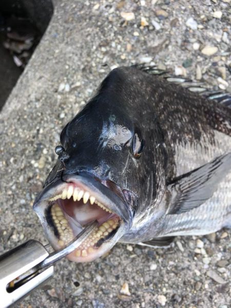 のっこみヘチ釣り