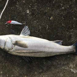 強風の中の釣果
