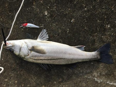 強風の中の釣果