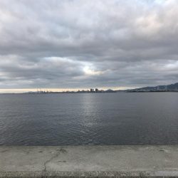 青物かと思った(T-T)