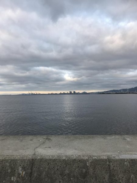 青物かと思った(T-T)