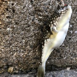 風にも負けず根魚♪