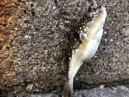 風にも負けず根魚♪