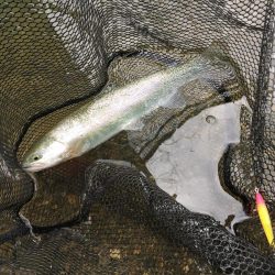 まさかのルアーでレインボー！！！