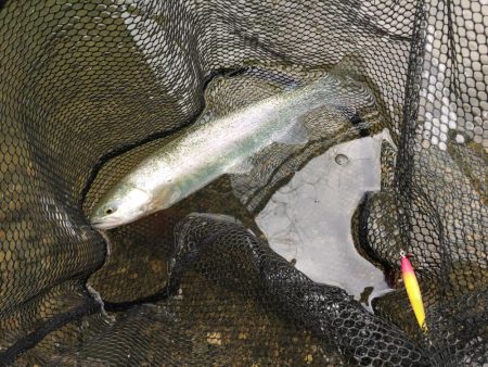 まさかのルアーでレインボー！！！