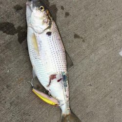 四国引越し後初釣行初釣果