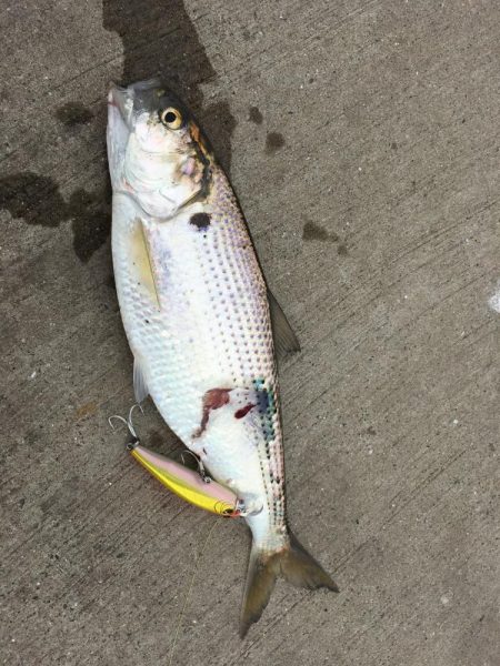 四国引越し後初釣行初釣果