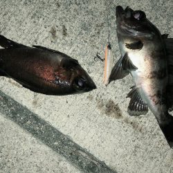 メバル活性上がりましたね