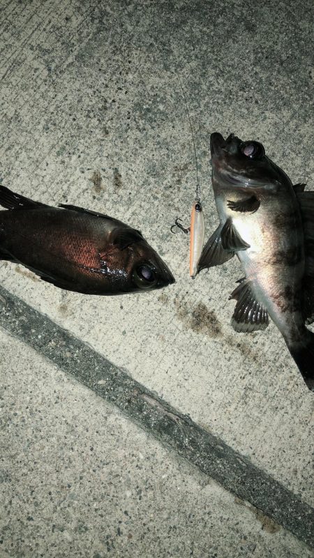 メバル活性上がりましたね