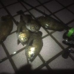 牛乳パック大メバル！