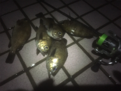 牛乳パック大メバル！