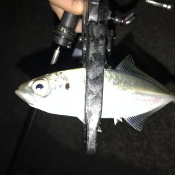 アジング釣行記