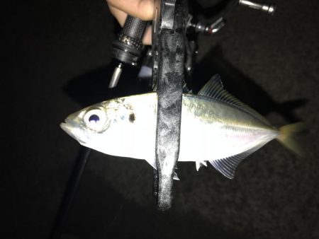 アジング釣行記