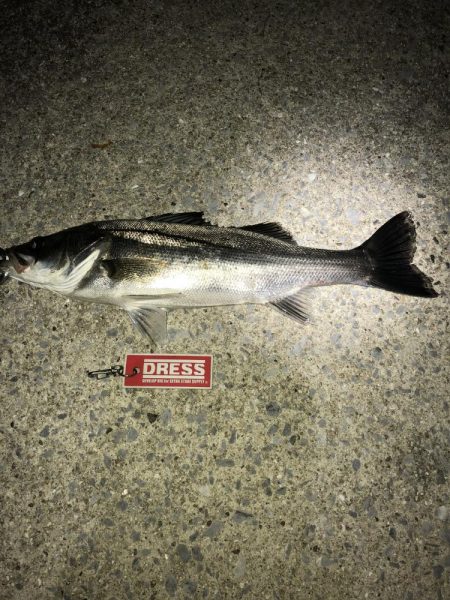 なんとか１匹だけ〜