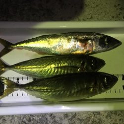 野池フローターからのアジング