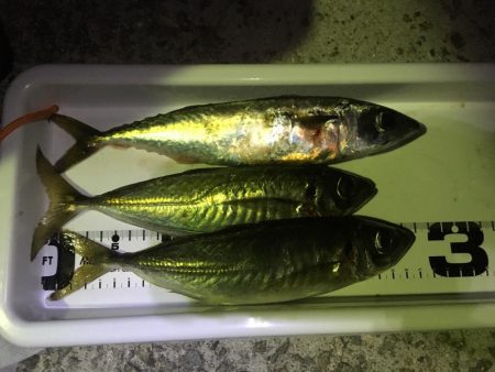 野池フローターからのアジング