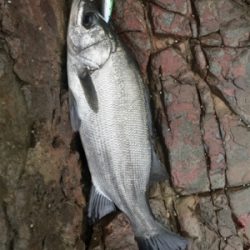 久々にヒラスズキ