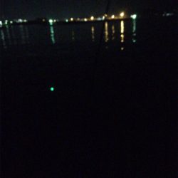 なぜかヒラメが〜〜