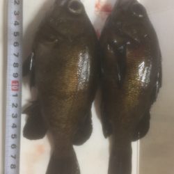 メバルリング病