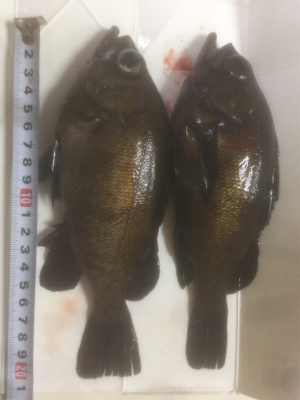 メバルリング病