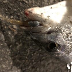 初投稿·天保山でのボトム攻め