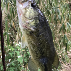 サイトフィッシング