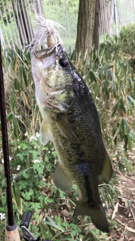 サイトフィッシング