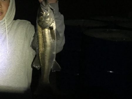 バチ調査が…。